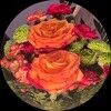 _a_rosy_rose